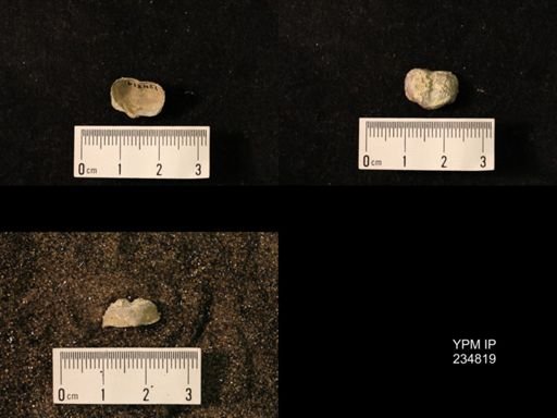 Marginifera wabashensis var. armata