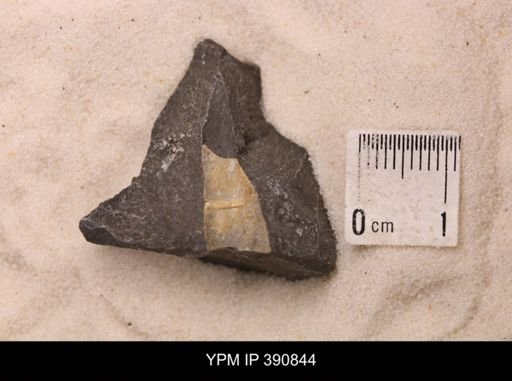 Baculites sp.