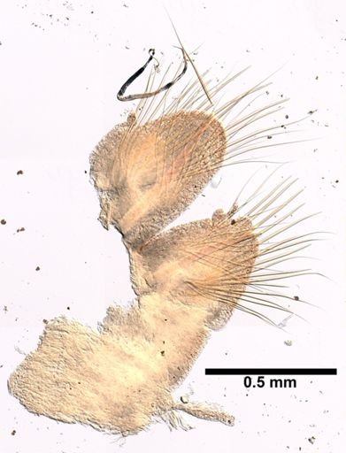 Nephtys ciliata