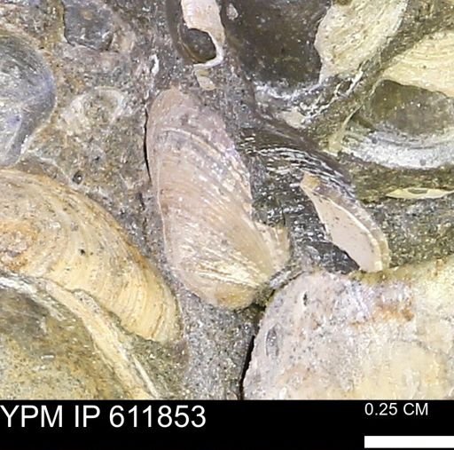 Protocardia sp.