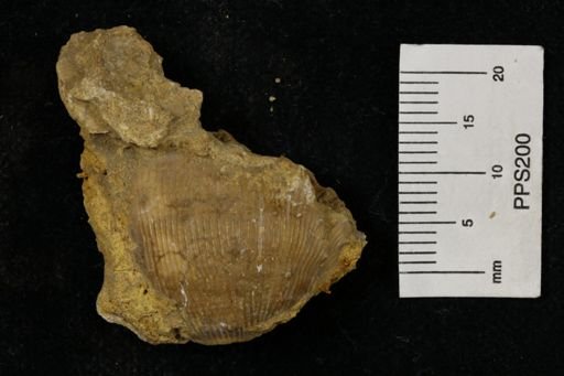 Linoproductus prattenianus
