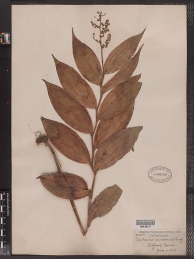 Maianthemum