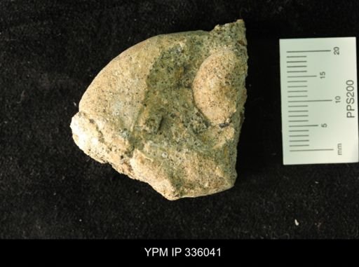 Ammonoidea?