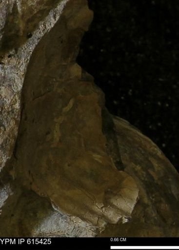 Inoceramus sp.