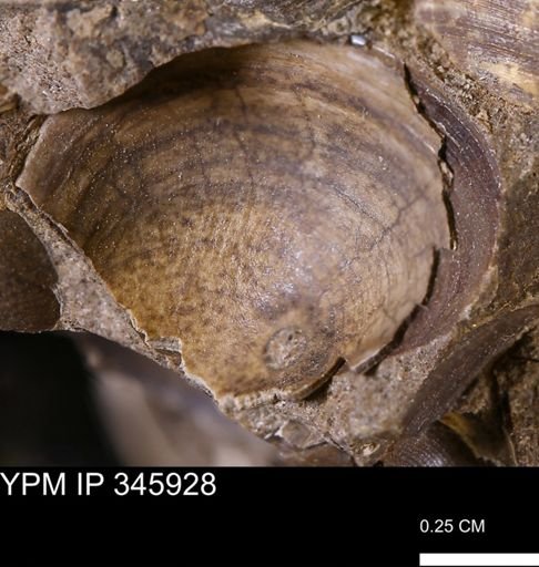 undet. Bivalvia