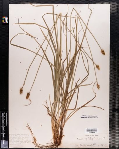 Carex cephalophora