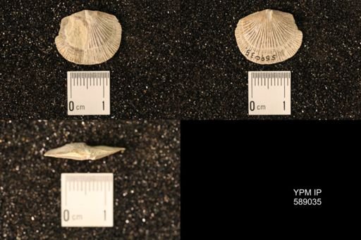 Dinorthis subquadrata