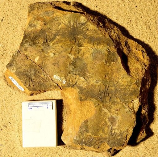 Annularia sp.
