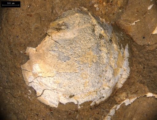 Estherites jocelynae