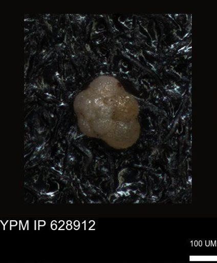 undet. Foraminiferida