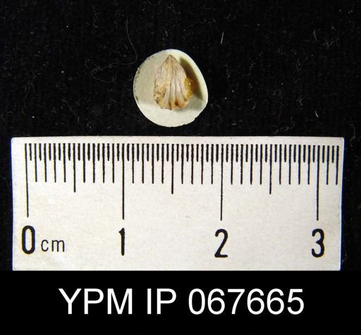 Camarotoechia bialveata
