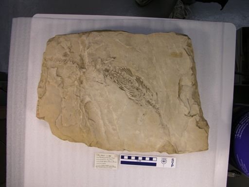 Mesosaurus tumidus