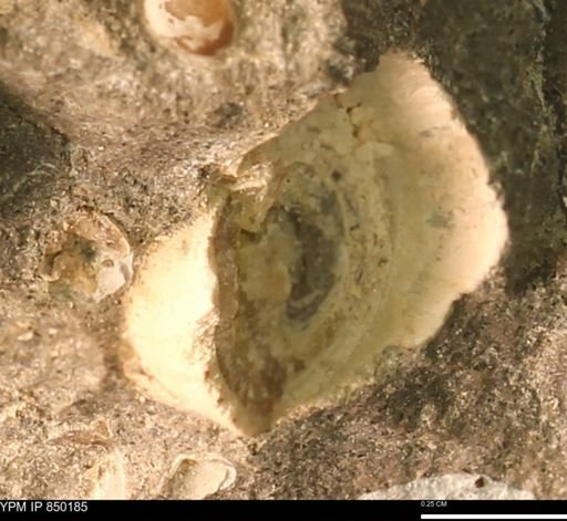 Scaphitidae