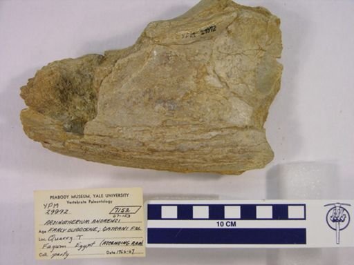 Arsinoitherium andrewsi