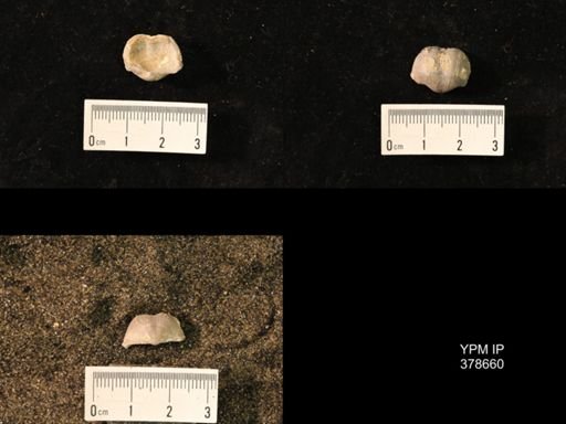 Marginifera wabashensis