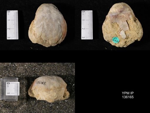 Productus (Linoproductus) lineatus