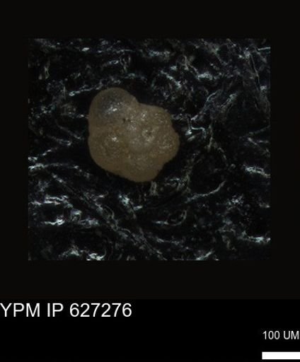 undet. Foraminiferida