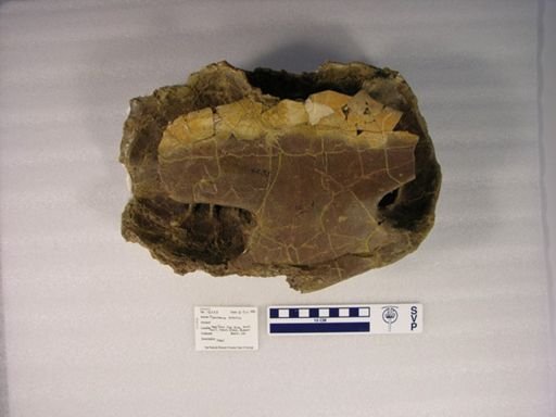 Plesiobaena putorius