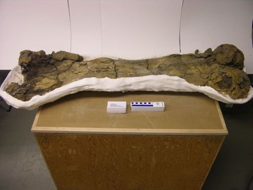 Ceratopsidae