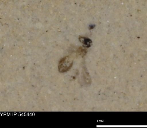 Hymenoptera?