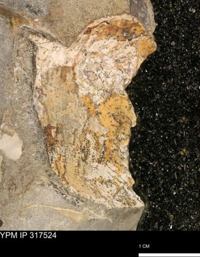 undet. Mollusca