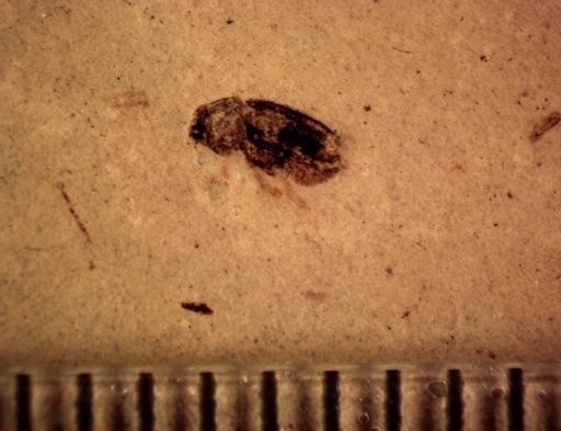 undet. Curculionidae