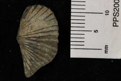 Platystrophia sp.