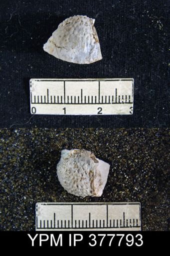 Aulosteges guadalupensis