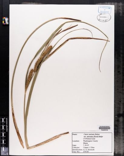 Plantae