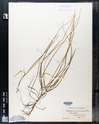 Sparganium minimum