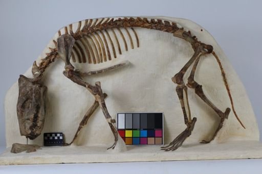 Hyaenodon cruentus
