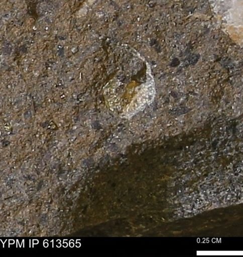 Scaphites sp.