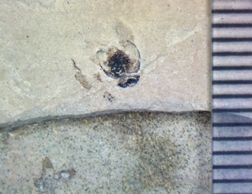 undet. Coleoptera
