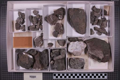 mixed taxa, stratigraphic collection