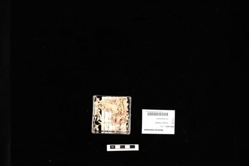 Necturus maculosus