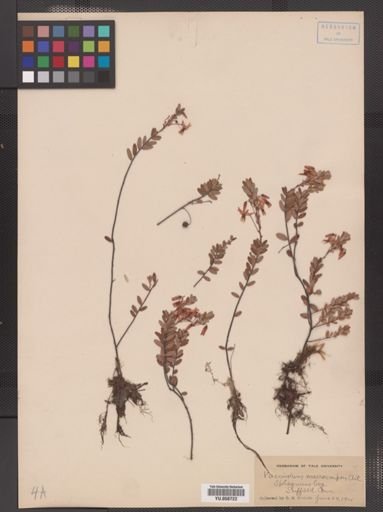 Vaccinium macrocarpon