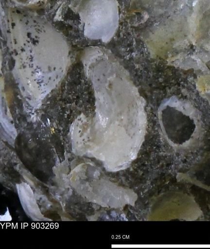 undet. Bivalvia