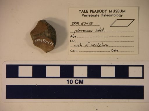 Pterosauria