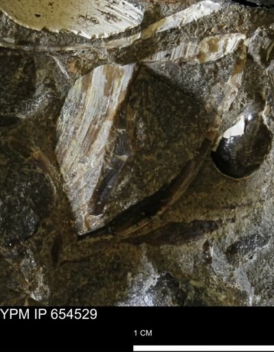 Dosiniopsis deweyi
