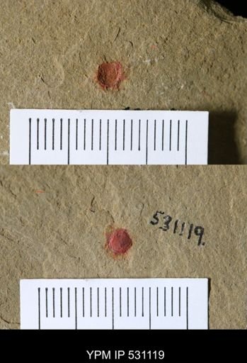 undet. Xiphosurida