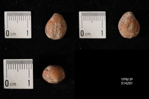 Dielasma breviplicatum