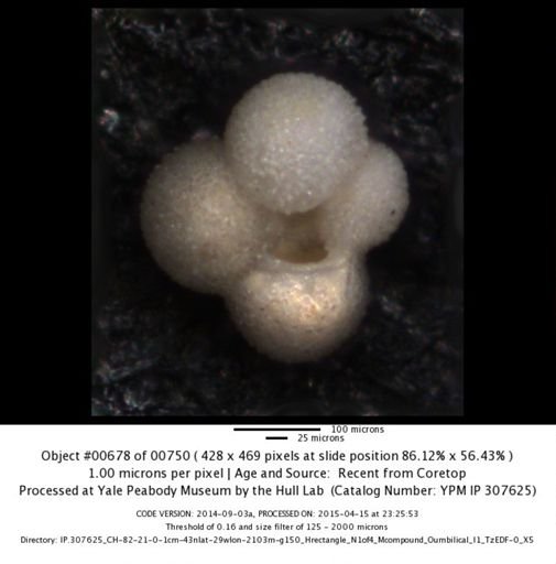 undet. Foraminiferida