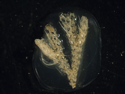 Licornia diegensis