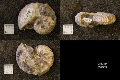 Discoscaphites gulosus