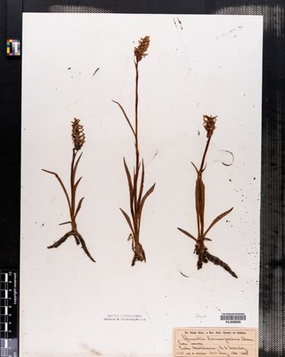Spiranthes romanzoffiana