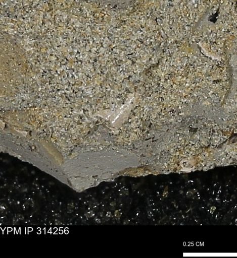 undet. Scaphopoda