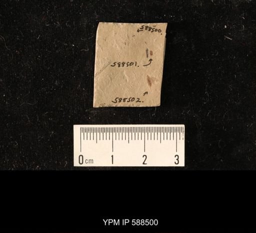 undet. Hymenoptera