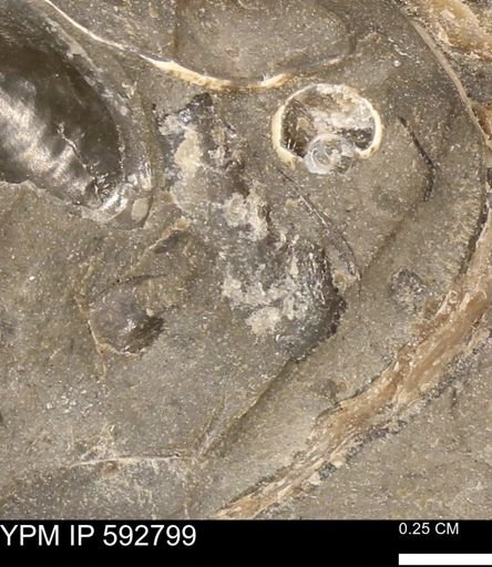 undet. Ostreidae