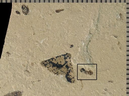 undet. Hymenoptera