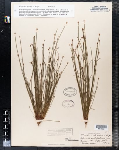 Eleocharis diandra